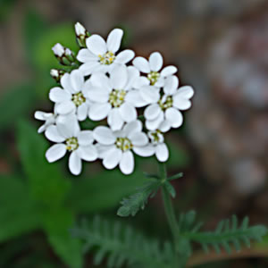 Achillea huteri